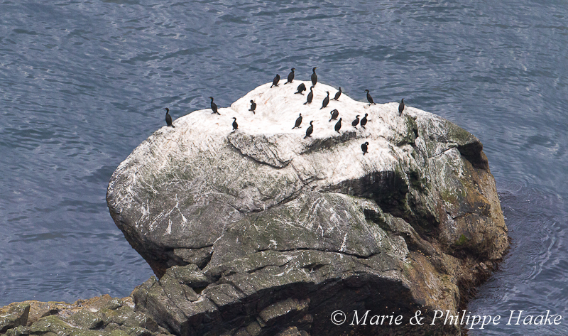 Cormoran huppe 9081.jpg - Cormorans huppés, Phalacrocorax aristotelis, European Shag (île de Runde, Norvège, juin 2012)